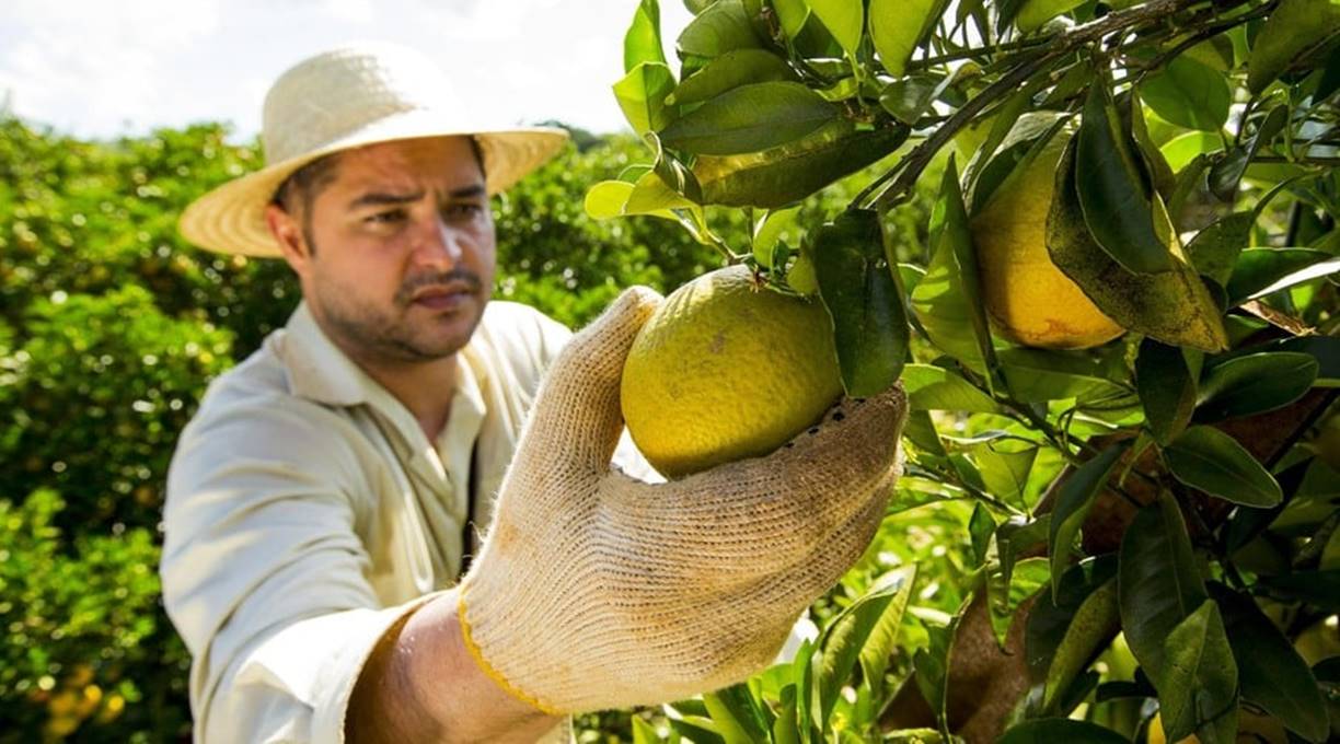 Citricultura brasileira impulsiona geração de empregos em 2023 1