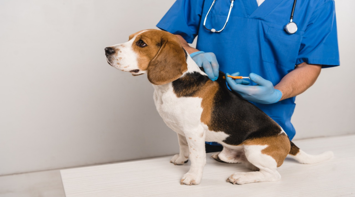 Cibear elenca benefícios da colocação de chip em bichos de estimação 1