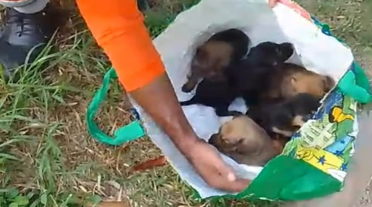 Equipe de limpeza salva cinco filhotes de cães jogados no lixo 1