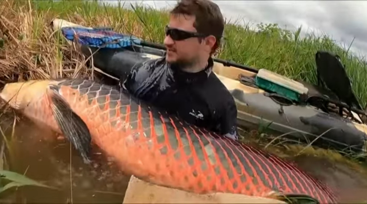 Pescador brasileiro fisga pirarucu com mais de 2 metros e 130 quilos 1