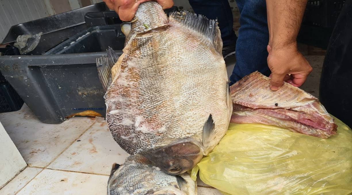 Proprietário de frigorífico clandestino de peixes é autuado por crimes ambientais 1