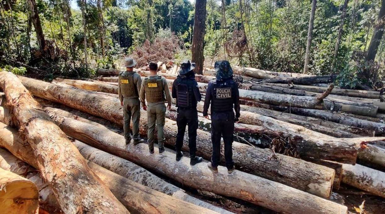 Sema e PJC apreendem 618 metros cúbicos de madeira extraída ilegalmente na região de floresta amazônica 1