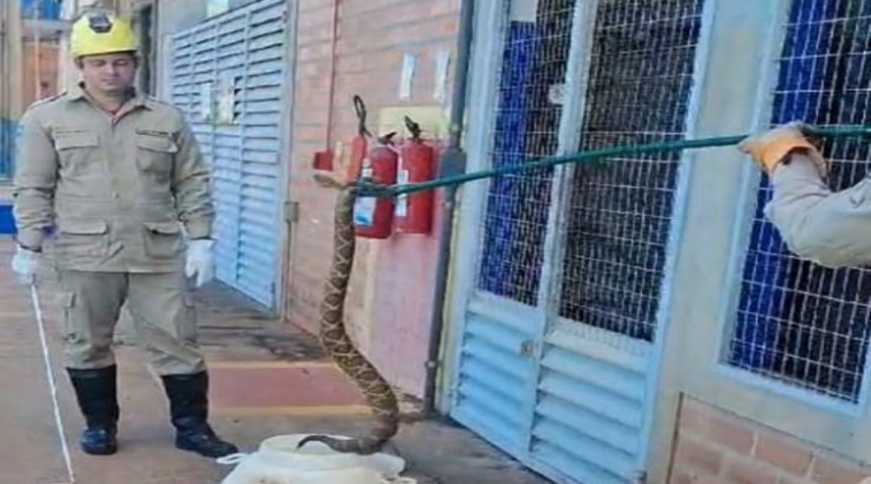 Corpo de Bombeiros captura cascavel em empresa de biodiesel em Campo Verde 1