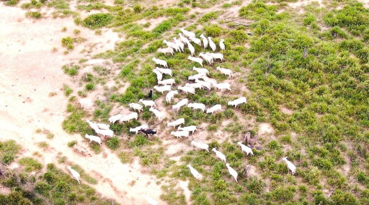 Sema e PM apreendem 500 cabeças de gado, tratores e toras de árvore ameaçada de extinção 1