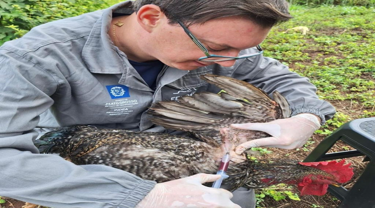 Indea vistoria mais de 16 milhões de aves em trabalho de monitoramento contra gripe aviária 1