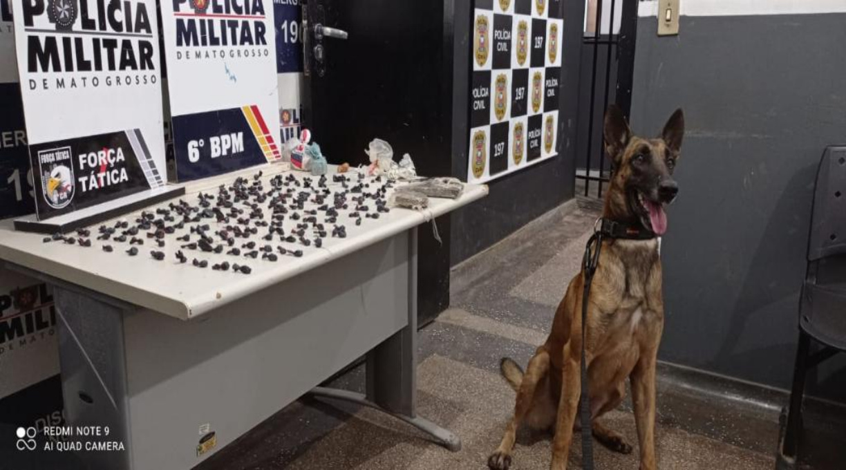 Cão farejador do Gefron auxilia na apreensão de drogas em Cáceres 1