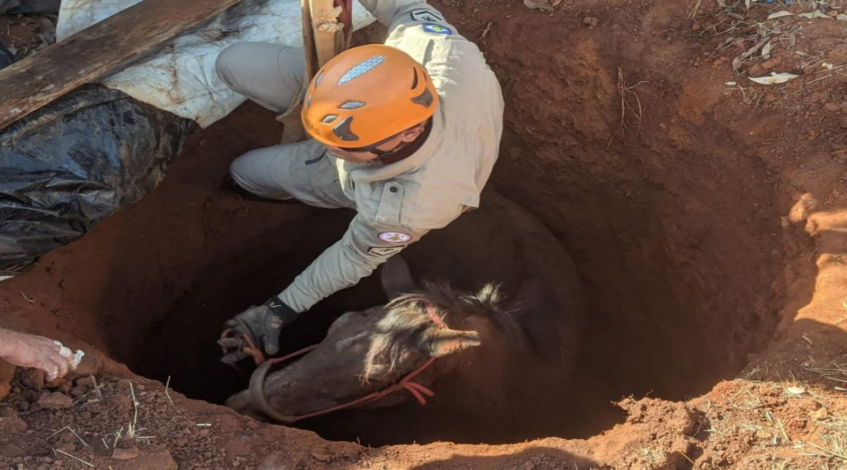 Corpo de Bombeiros realiza dois resgates de animais em diferentes municípios 1