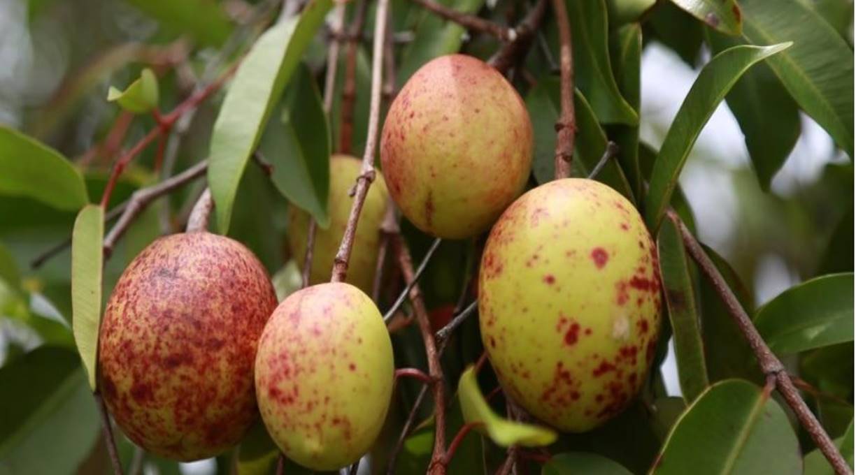 Pesquisadores desenvolvem gel com casca de fruto do cerrado como agente antiobesidade e antidiabetes 1