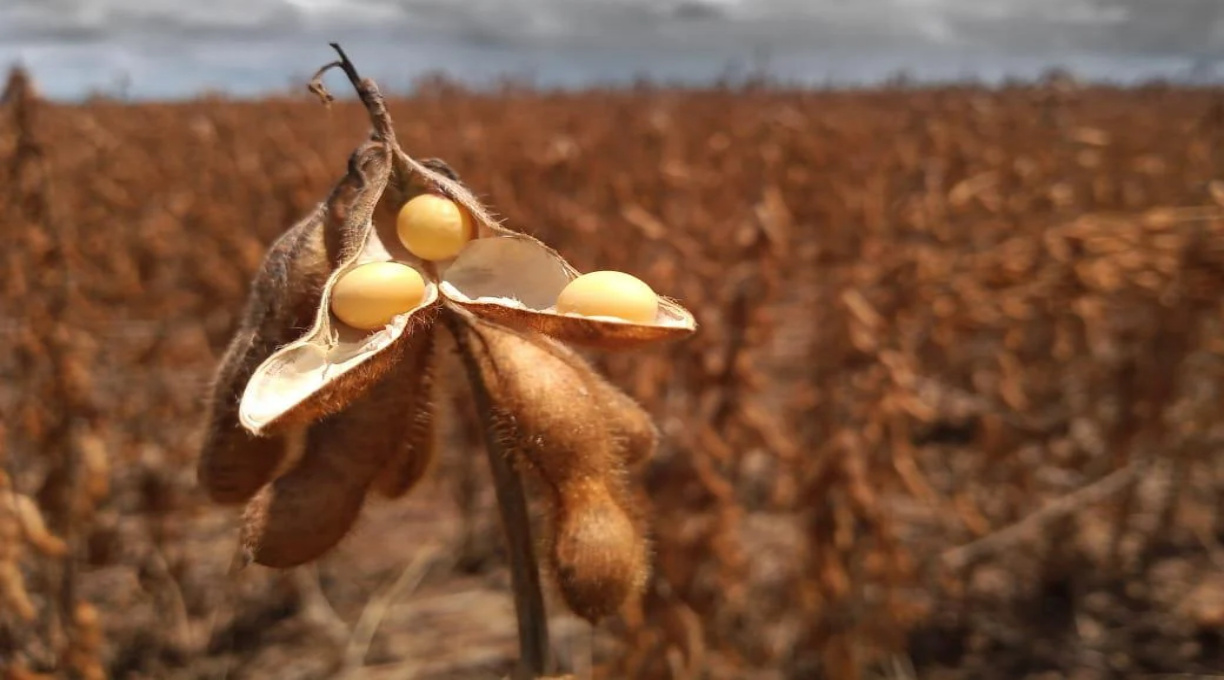 Quase 13 milhões de hectares de soja e produção recorde são previstos para Mato Grosso 1