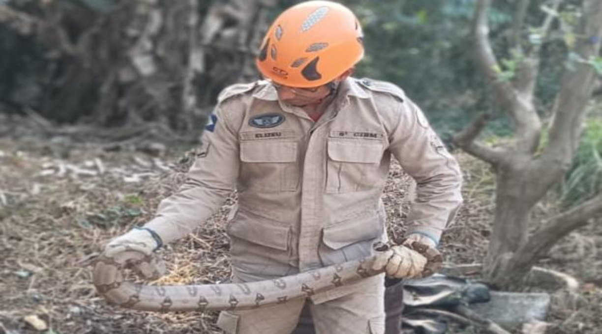 Bombeiros capturam jiboia embaixo de churrasqueira em residência 1