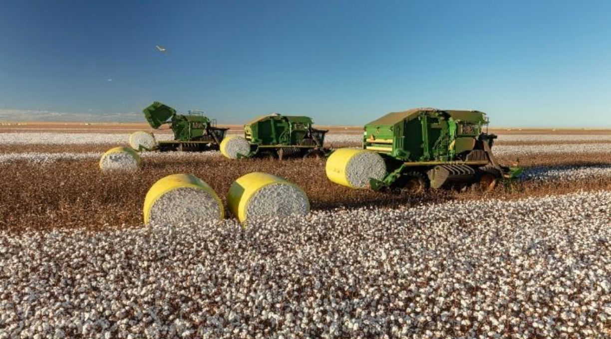 Com aumento de 13%, produção de pluma de algodão em MT impulsiona exportação nacional 1