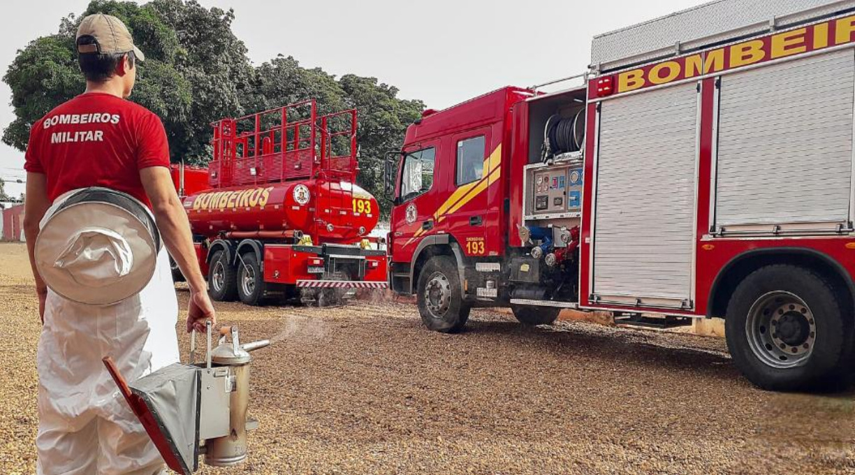 Corpo de Bombeiros alerta sobre ataques de abelhas no período de reprodução 1