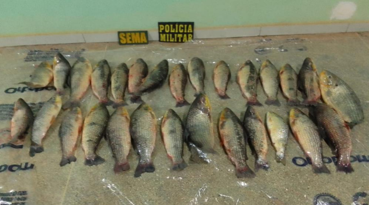 Sema e PM apreendem 28 exemplares de paivuçu em operação contra pesca predatória em Barão de Melgaço 1