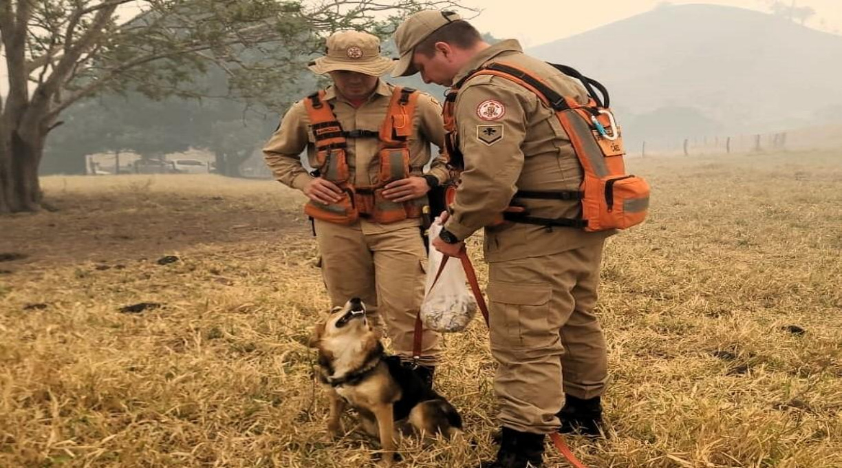 Corpo de Bombeiros utiliza cães farejadores e intensifica busca por jovem desaparecido 1