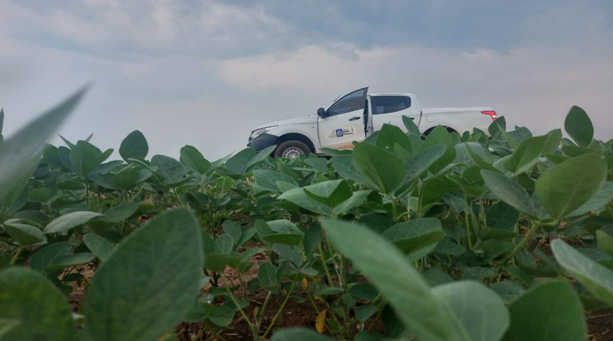 Cultivo da soja para a safra 2024/2025 já está liberado em Mato Grosso 1