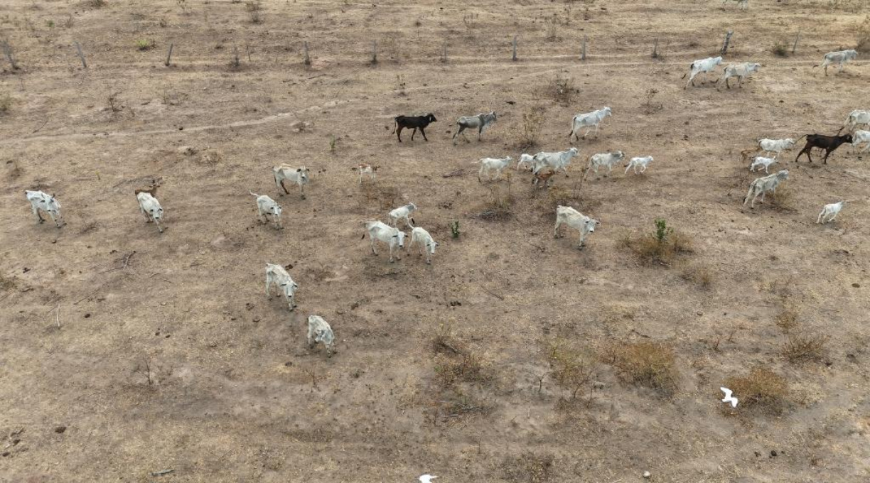 Polícia Civil investiga maus-tratos contra bovinos em propriedades rurais em Jauru 1