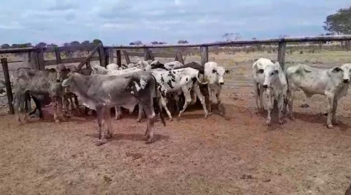 Ação conjunta entre PC e PM resulta na prisão de homem por furto de gado em Ribeirão Cascalheira e na recuperação de animais 1