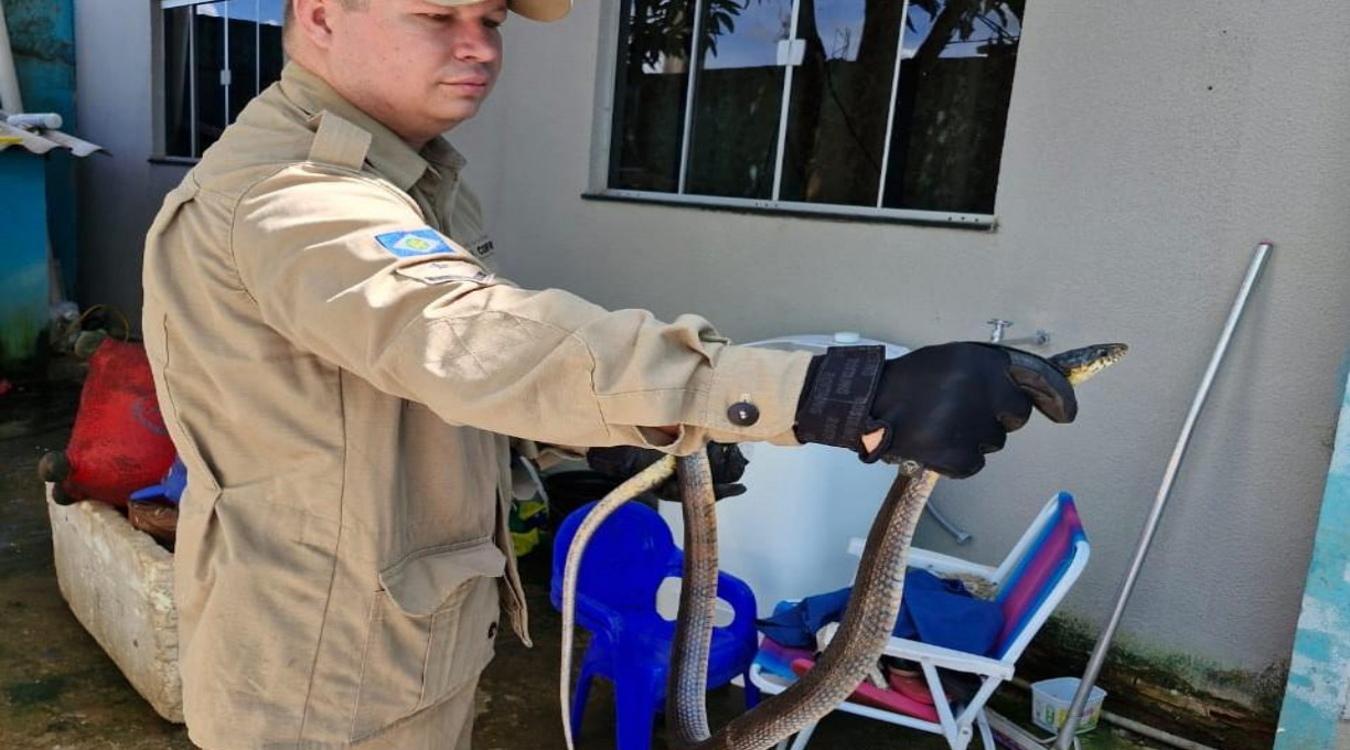 Corpo de Bombeiros alerta para aparecimento de animais peçonhentos em áreas urbanas 1