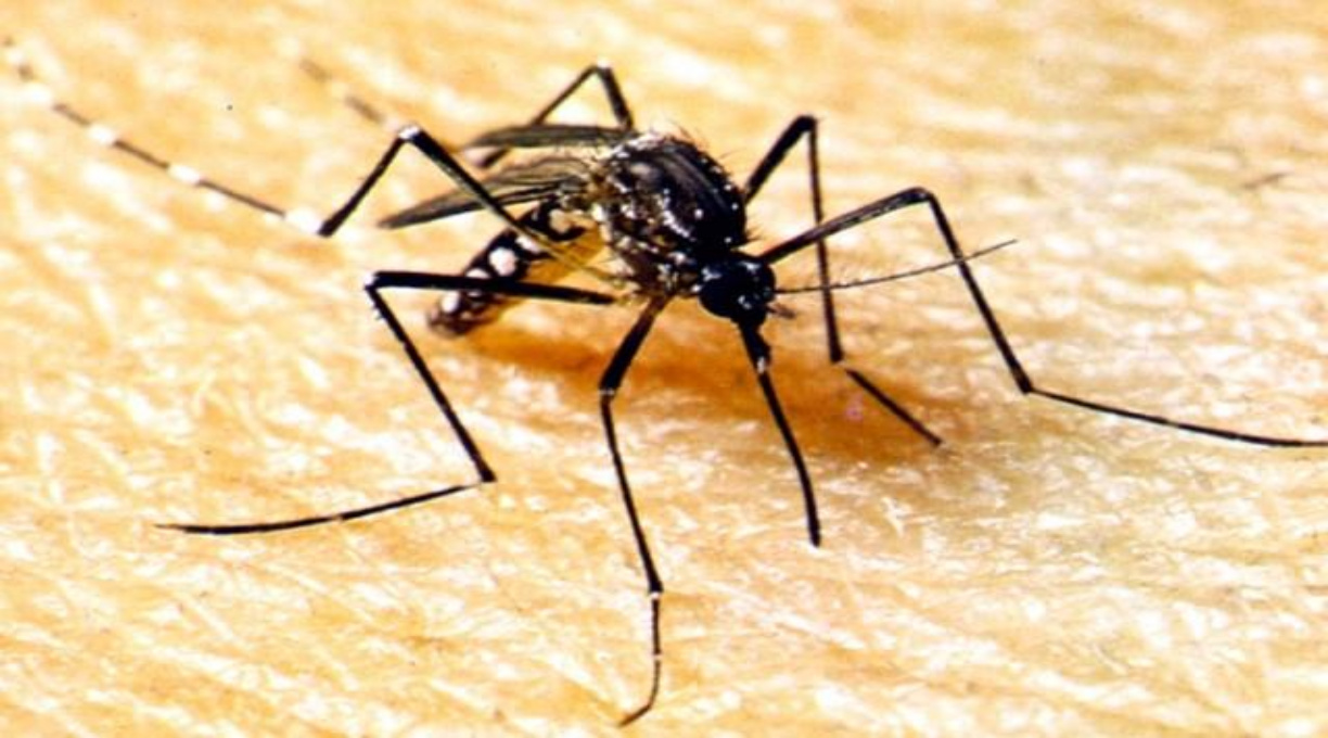 SES alerta a população para combater o Aedes aegypti no período de chuvas 1