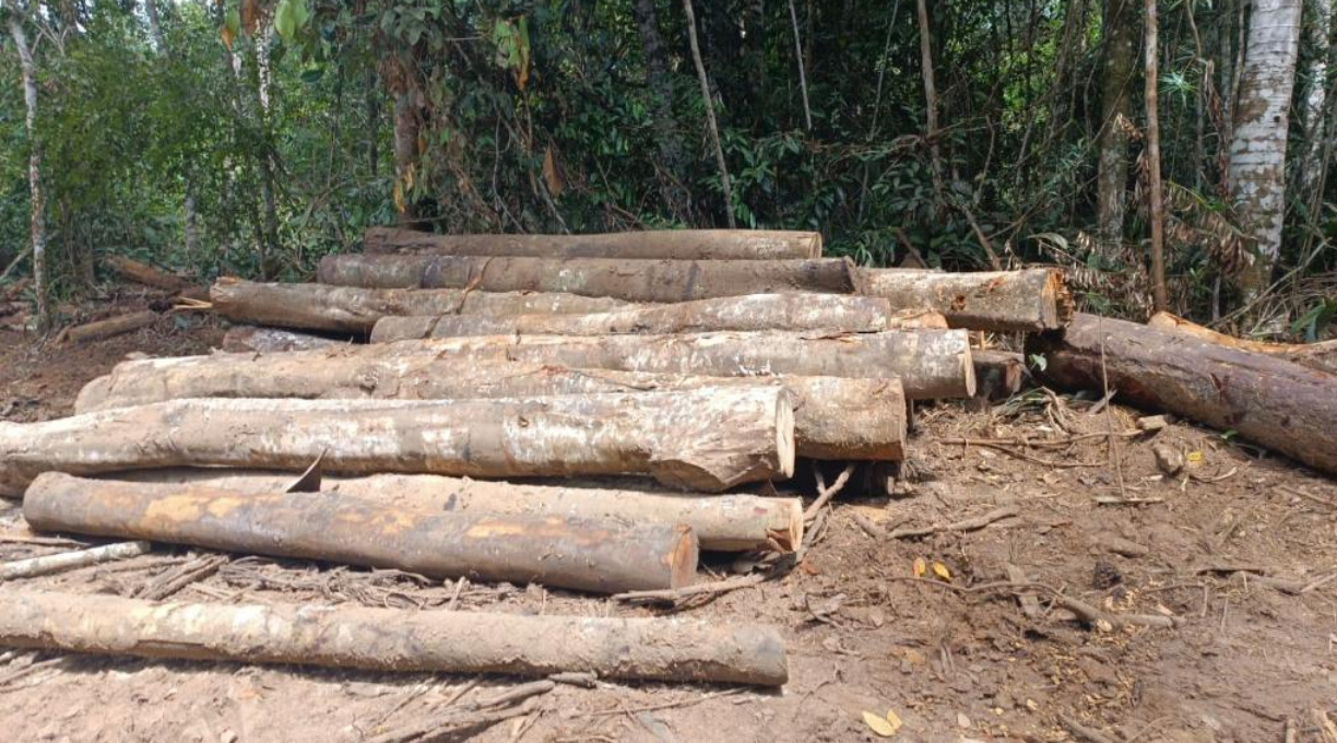 Batalhão Ambiental detém dupla e apreende máquina e toras de madeiras extraídas ilegalmente 1