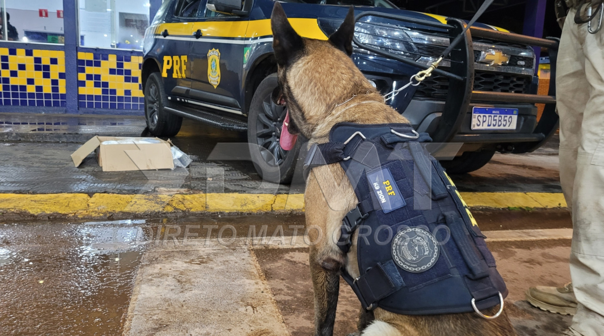 Com o apoio do cão farejador Zion, a PRF apreendeu cerca de 13 kg de drogas em Rondonópolis 1