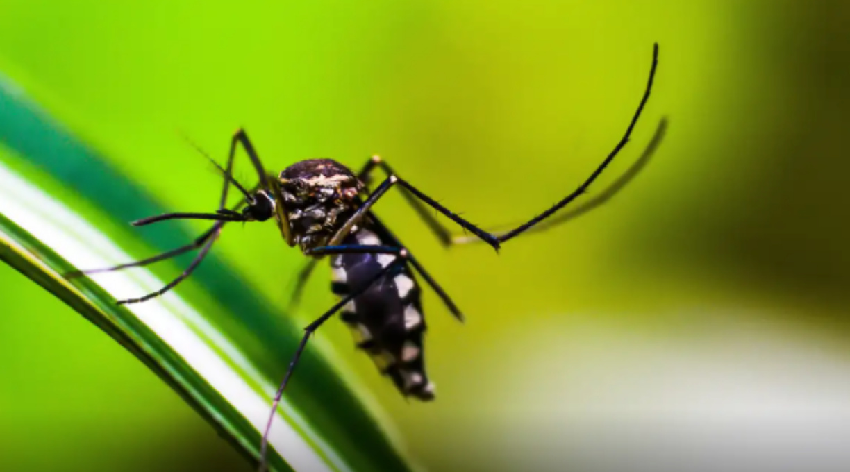 SES divulga painel de monitoramento para infecções transmitidas pelo mosquito Aedes Aegypti 1