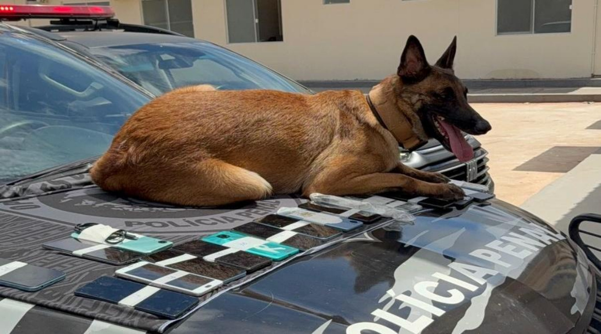 Polícia Penal realiza operação com cães do SOE e apreende 26 celulares no Centro de Ressocialização de Várzea Grande 1