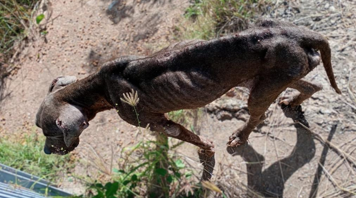 PC resgata cachorros abandonados e prende tutora em flagrante por maus-tratos 1