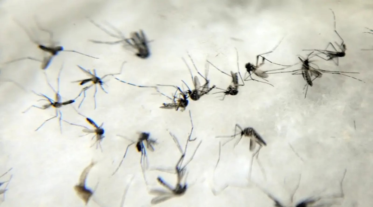 Brasil ultrapassa 100 mortes confirmadas por dengue em 2025 1