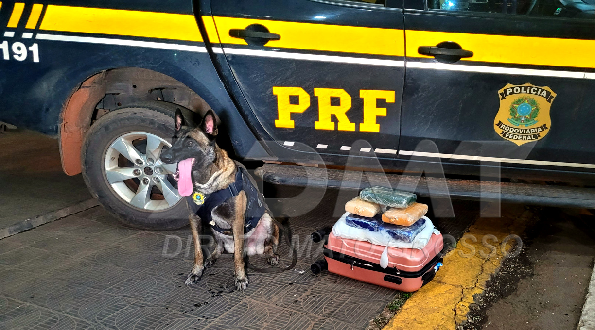 Com o auxílio do Zion, a PRF prendeu uma passageira transportando supermaconha em bagagem 1