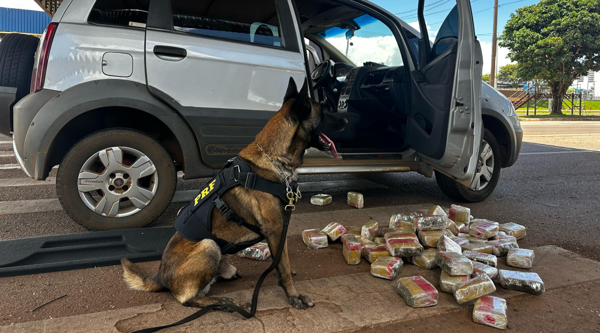 Em mais uma ação, com o auxílio do Zion, a PRF apreendeu cerca de 30 kg de skunk em Rondonópolis 1