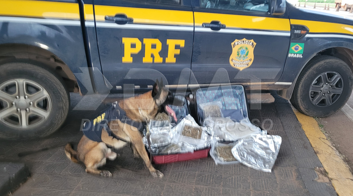 PRF, com o auxílio do cão farejador Zion, apreende cerca de 30 kg de supermaconha em Rondonópolis 1