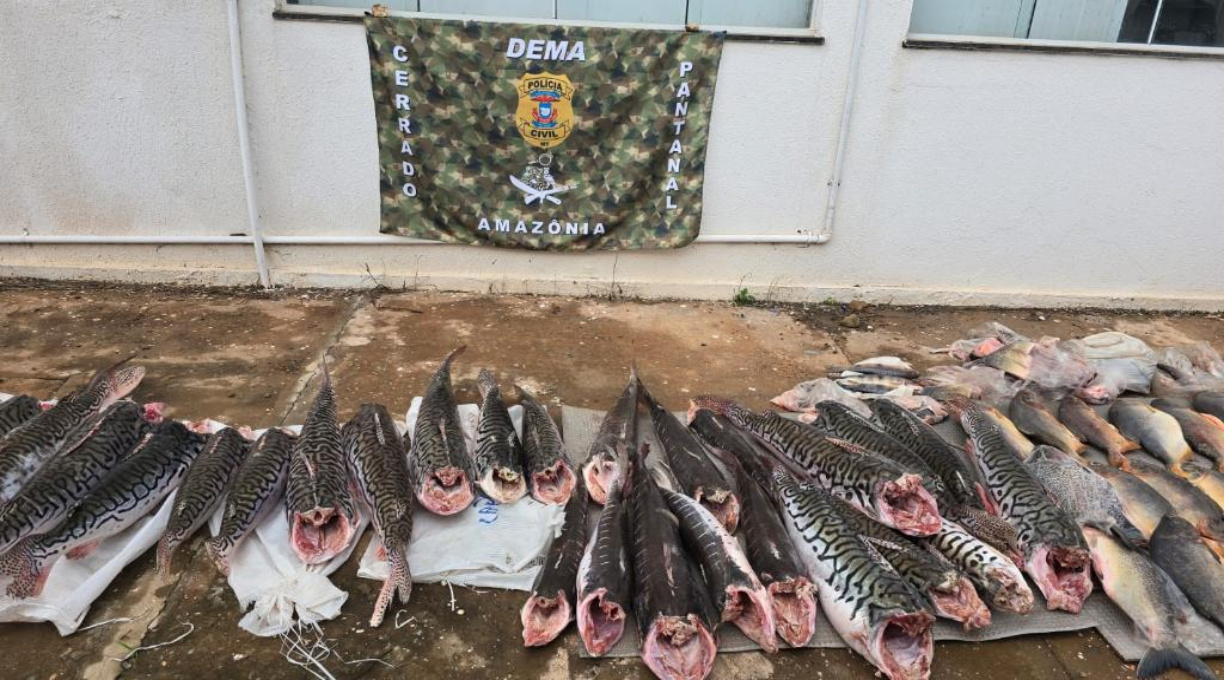 Polícia Civil apreende meia tonelada de pescado irregular e fecha comércio no Mercado do Porto 1