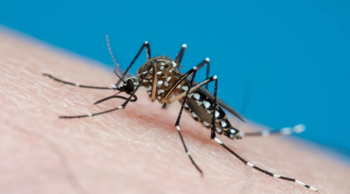 Entenda quais são os grupos de risco para dengue e chikungunya em Mato Grosso 1